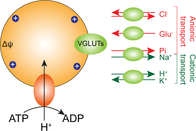 Researchers reveal shape of glutamate transporter